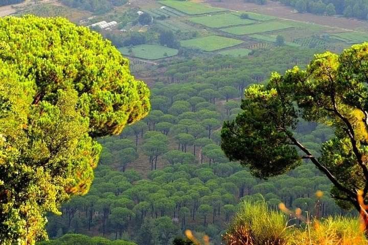 غابات جنوب لبنان