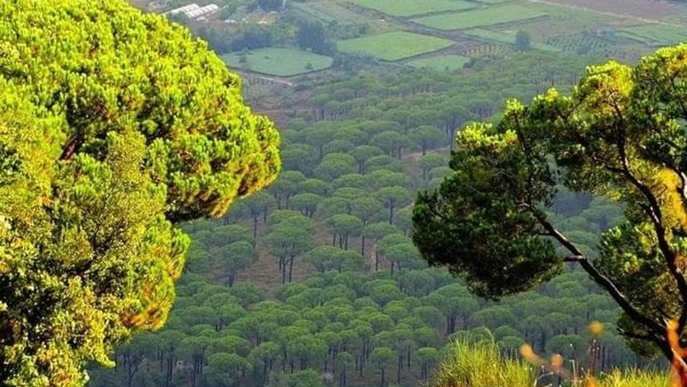 غابات جنوب لبنان