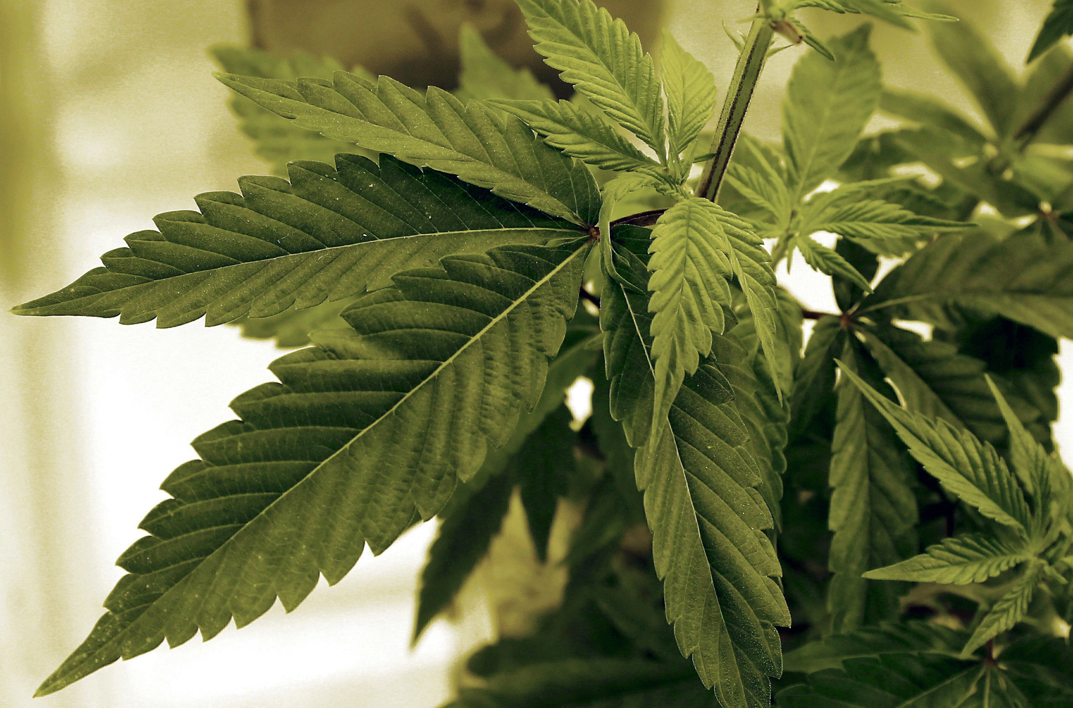 Cannabis